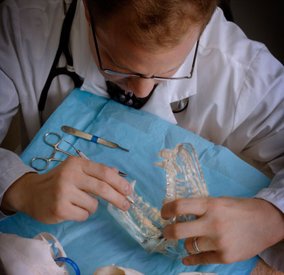 Dentist Billingshurst services at a glance